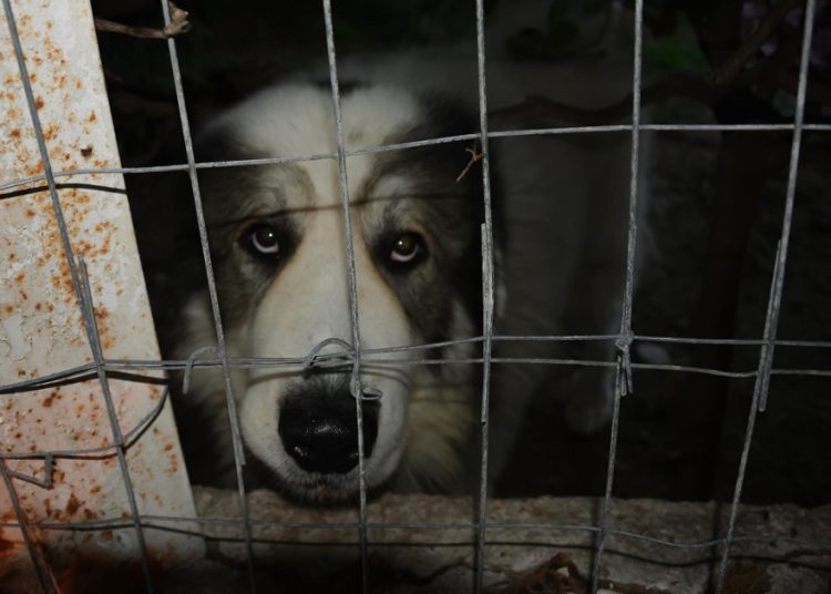 Puebla tendrá ‘maltratómetro’ para combatir violencia animal