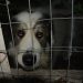 Puebla tendrá ‘maltratómetro’ para combatir violencia animal