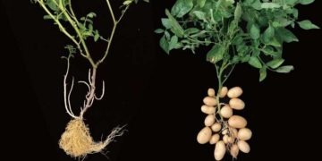 Descubren que la papa es hija del… tomate