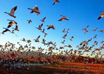 Registran rápida extinción de aves