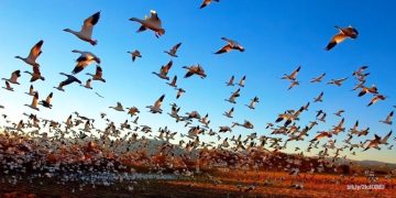 Registran rápida extinción de aves