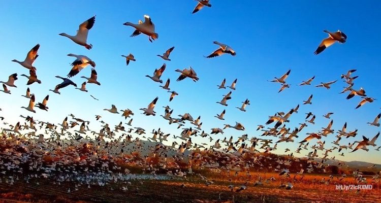 Registran rápida extinción de aves