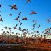 Registran rápida extinción de aves