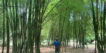 Alianza ambiental entre Inifap y Volkswagen fortalece conservación en Hueytamalco