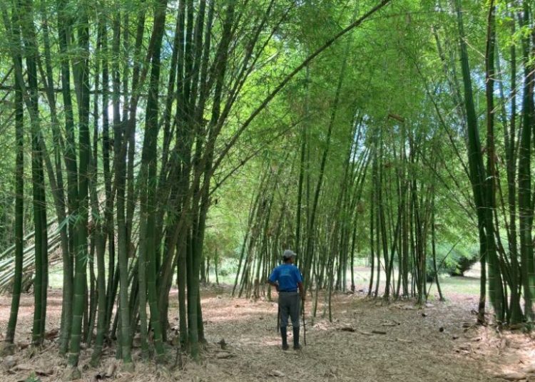 Alianza ambiental entre Inifap y Volkswagen fortalece conservación en Hueytamalco