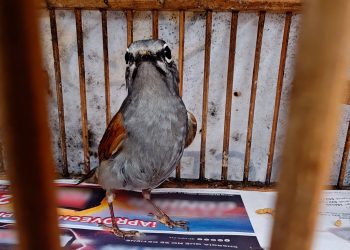 Profepa rescata once ejemplares de vida silvestre en Cuetzalan, Puebla