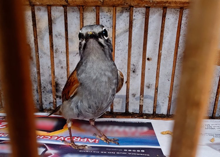 Profepa rescata once ejemplares de vida silvestre en Cuetzalan, Puebla