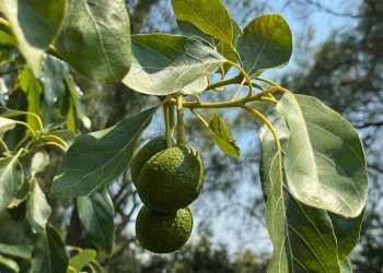 Impulsan producción de aguacate poblano