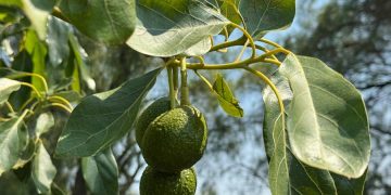 Impulsan producción de aguacate poblano