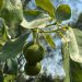 Impulsan producción de aguacate poblano