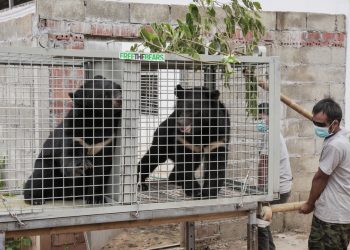 Rescatan una veintena de osos negros de Laos