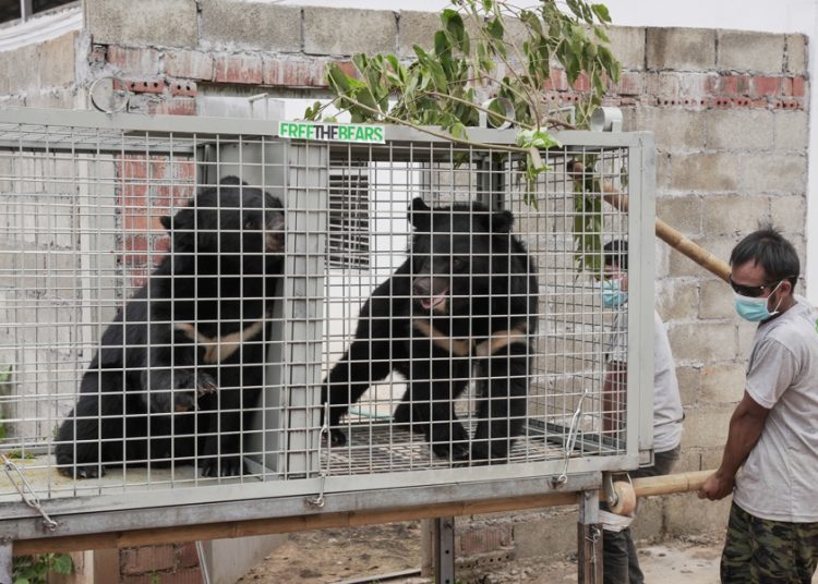 Rescatan una veintena de osos negros de Laos