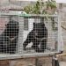 Rescatan una veintena de osos negros de Laos