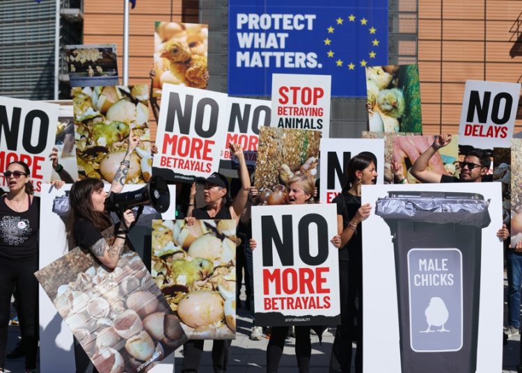 UE aprueba ley por el bienestar de perros y gatos