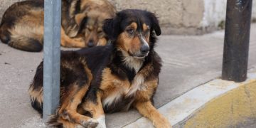 Hasta 300 mil perros viven en situación de calle en Puebla