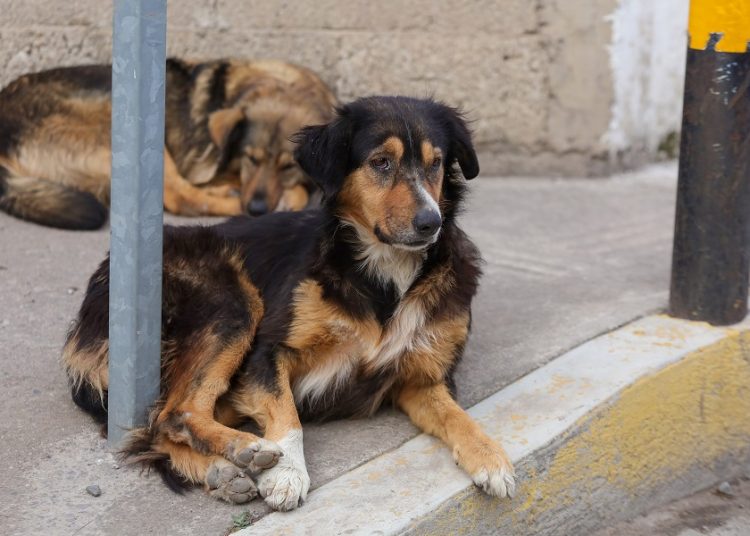 Hasta 300 mil perros viven en situación de calle en Puebla