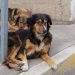 Hasta 300 mil perros viven en situación de calle en Puebla