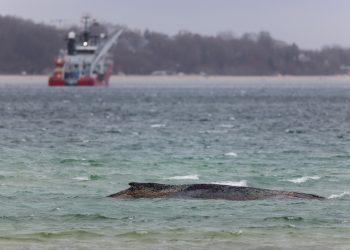 Remolcan cadáver de ballena muerta para autopsia