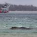 Remolcan cadáver de ballena muerta para autopsia