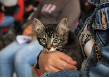 Jornadas de bienestar animal llegan a más colonias de Puebla