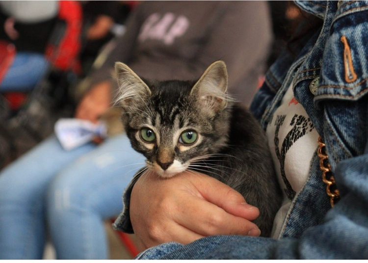 Jornadas de bienestar animal llegan a más colonias de Puebla