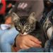 Jornadas de bienestar animal llegan a más colonias de Puebla