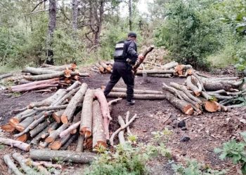 Policía Forestal destruye 11 hornos clandestinos para deshidratar madera