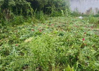 Aseguran predio con amapola y marihuana en Atempan