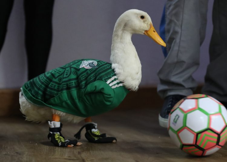 Merlín, la sensación con alas salva un Mundial