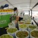 Jalisco logra el guacamole más grande del mundo