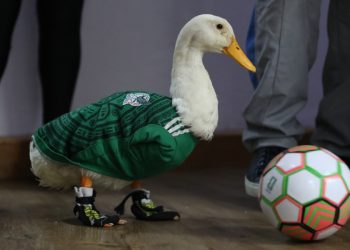 Otorgan el registro de la marca ‘Pato Merlín’