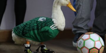 Otorgan el registro de la marca ‘Pato Merlín’
