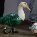 Otorgan el registro de la marca ‘Pato Merlín’
