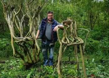 El arte de moldear árboles para sillas