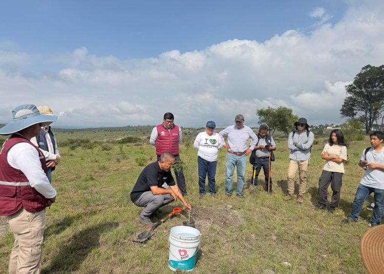 Gobierno de Pepe Chedraui planta más de 9 mil árboles en reforestación