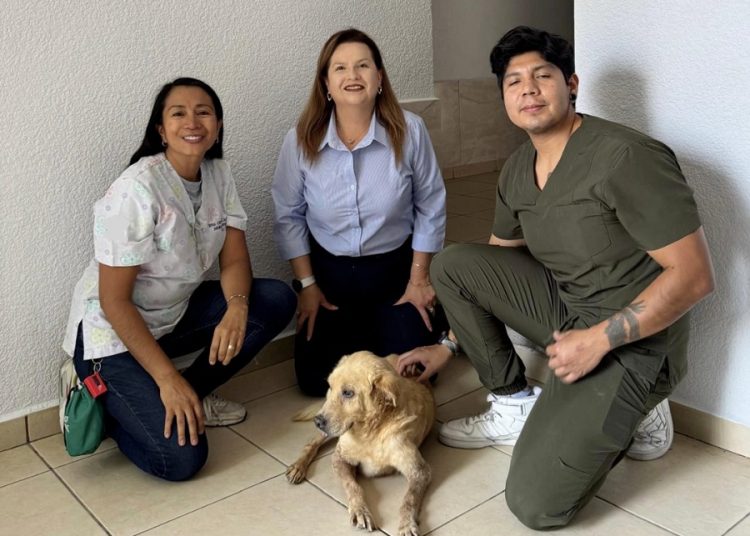 Huesitos: cuando la justicia escuchó el sufrimiento de un perro