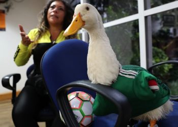 Calderón pide a la FIFA regalías para familia del pato Merlín