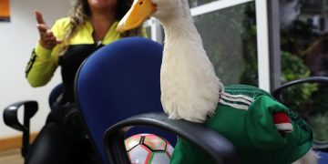 Calderón pide a la FIFA regalías para familia del pato Merlín