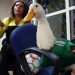 Calderón pide a la FIFA regalías para familia del pato Merlín