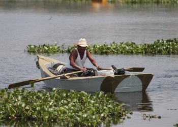 Plantean fábrica de adoquines con lirio acuático de Valsequillo en Totimehuacán