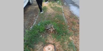 Piden investigar tala de árboles en Bosques de San Sebastián
