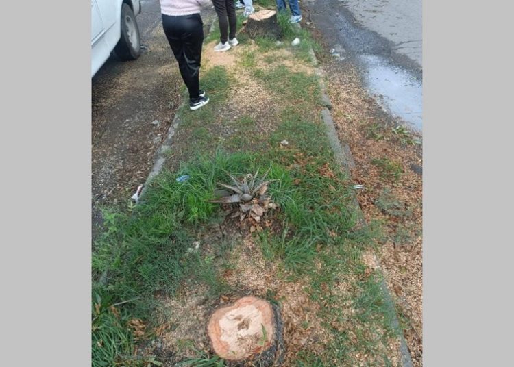 Piden investigar tala de árboles en Bosques de San Sebastián