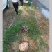 Piden investigar tala de árboles en Bosques de San Sebastián