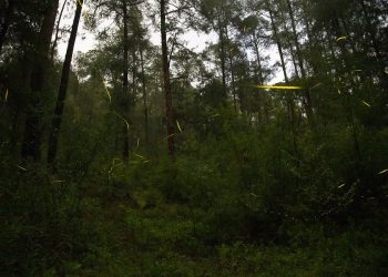 Tlahuapan abre temporada de avistamiento de luciérnagas