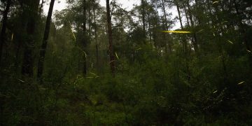 Tlahuapan abre temporada de avistamiento de luciérnagas