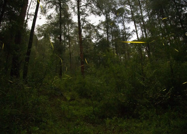 Tlahuapan abre temporada de avistamiento de luciérnagas