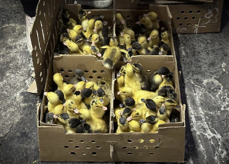 Pato Merlín, la moda del Mundial que preocupa a animalistas
