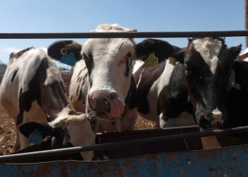 Ganaderos del norte refuerzan medidas sanitarias por plaga de gusano barrenador