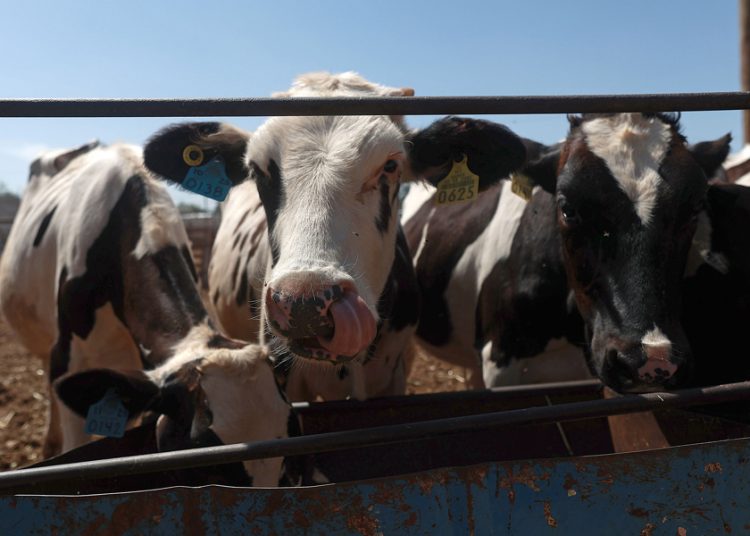 Ganaderos del norte refuerzan medidas sanitarias por plaga de gusano barrenador