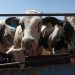 Ganaderos del norte refuerzan medidas sanitarias por plaga de gusano barrenador